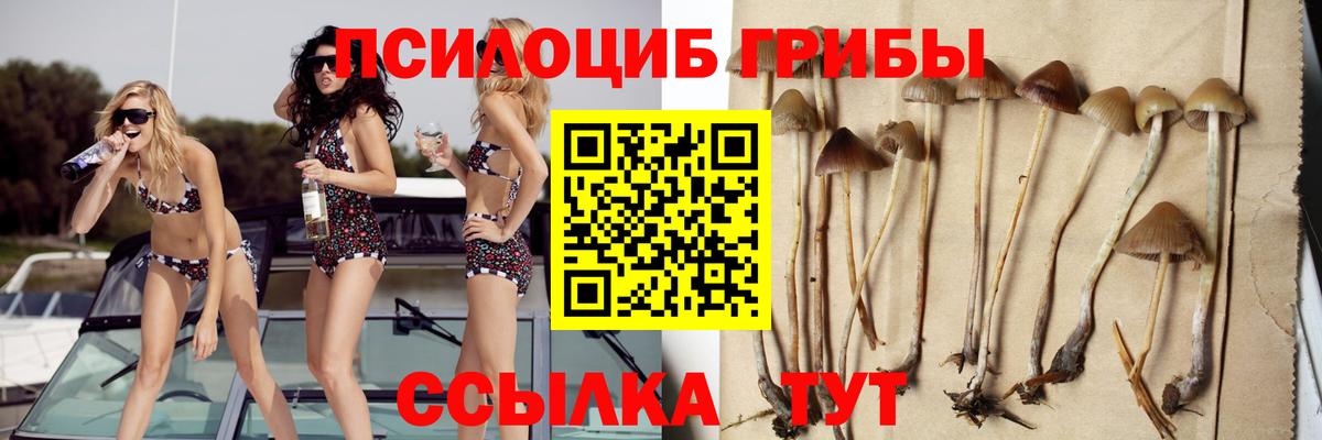 Псилоцибиновые грибы Cubensis Киров